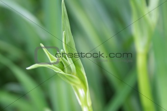 Green grass leaf outdoors