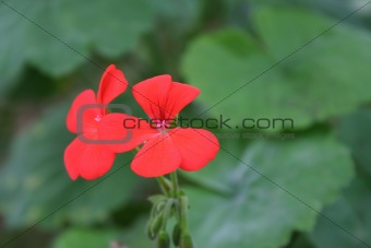 Two Vibrant Red flowers standing alone.