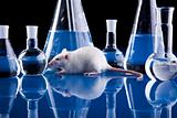 Rat, Animal Laboratory