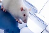 Rat, Animal Laboratory