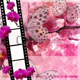 Butterflies and orchids flowers  pink background  with film fram