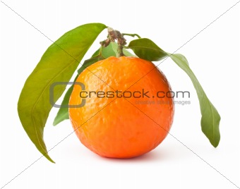 Mandarin with leaves