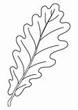 Leaf of oak tree, contour
