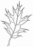 Leaf of oak Iberian, contour