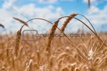 Spikes of wheat closeup