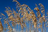Wild Grasses With Blue Sky Background