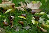 Chestnuts in the grass