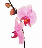 Perfect pink orchid isolated on white background