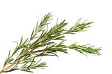 rosemary herb isolated on white background