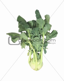 kohlrabi cabbage isolated on white background