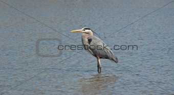 Great Blue Heron Wading in a Suburban Pond