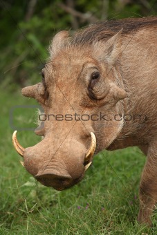 Warthog Portrait