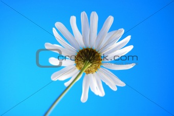 daisy from beliw in summer under blue sky