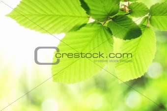 green summer leaf
