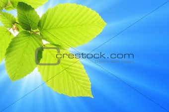blue sky and leaf
