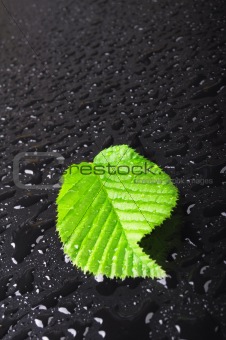 leaf and black background