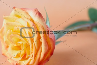 orange rose with drops of water