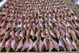 Dried fish at market in Chinese fishing village