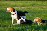 Beagle dogs