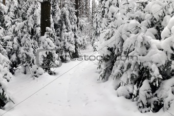 snowy forest pathway Byelorussian landscape view Belarus olimpic