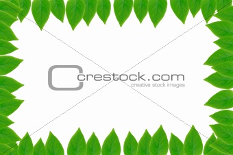 green leaves frame with white background, copy space
