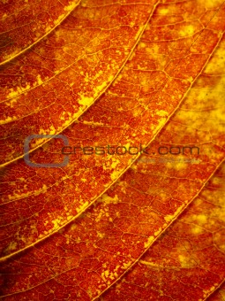 Texture from orange leave