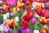 Colorful Flower Tulips
