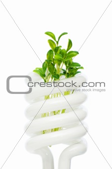 Energy saving lamp with green seedling on white
