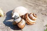 Snail shells on a sand in a lake shallow