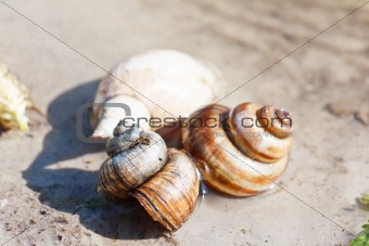 Snail shells on a sand in a lake shallow