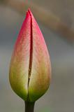 papula of tulip