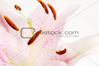 "asiatic lily" known as stargazer lily
