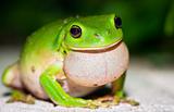 Male Green tree frog (Litoria caerulea) calling for females