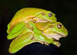 Green tree frogs (Litoria caerulea) mating