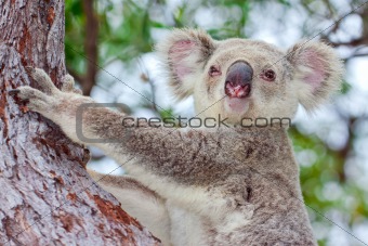 Portrait of a wild koala sitting in a tree