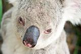 Closeup portraits of a koala