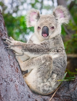 Portrait of a wild  Koala sitting in a tree 