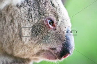 Close-up profile portrait of a wild koala