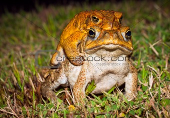 Two cane toads (Bufo marinus) mating