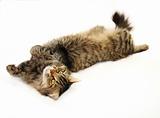 Relaxing tabby cat