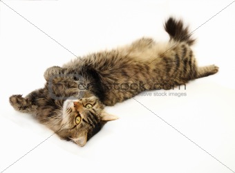 Relaxing tabby cat
