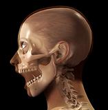 Female X Ray Head