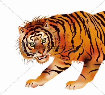 tiger - vector