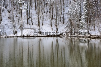 Reflection of winter forest