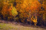 Birch autumnal forest
