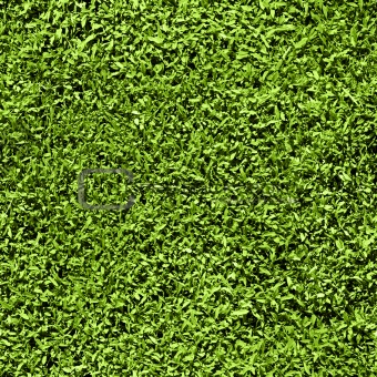 Grass seamless pattern