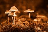 Group mushrooms. Sepia
