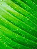 Water drop on Green leaf