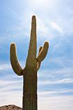 Cactus in the desert of arizona