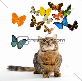 young norwegian cat and butterfly